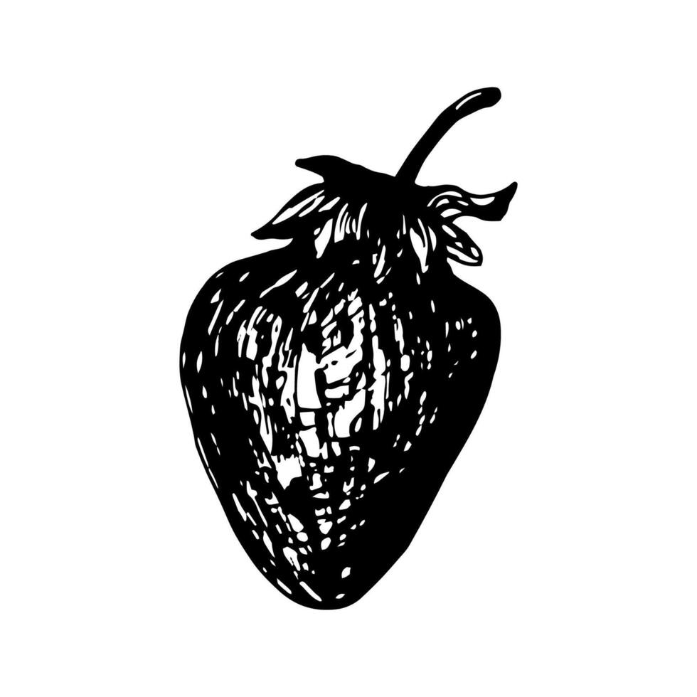 Strawberry sketch in hand drawn style. illustration, summer doodle on white background. Fresh berries for seasonal menu, dessert design, culinary books. vector