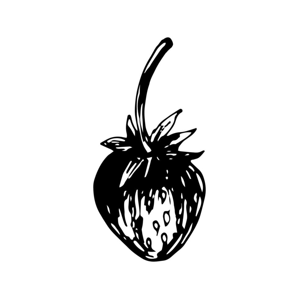 Strawberry sketch in hand drawn style. illustration, summer doodle on white background. Fresh berries for seasonal menu, dessert design, culinary books. vector