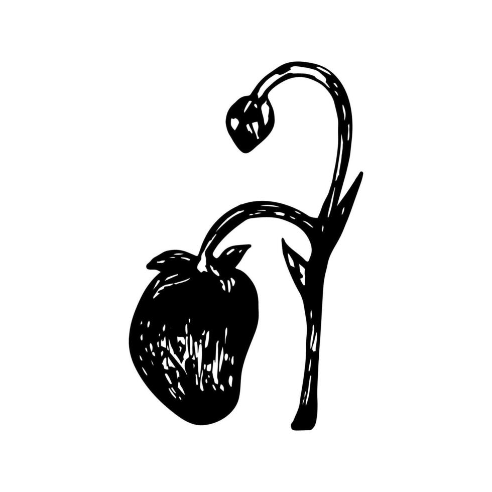 Strawberry sketch in hand drawn style. illustration, summer doodle on white background. Fresh berries for seasonal menu, dessert design, culinary books. vector