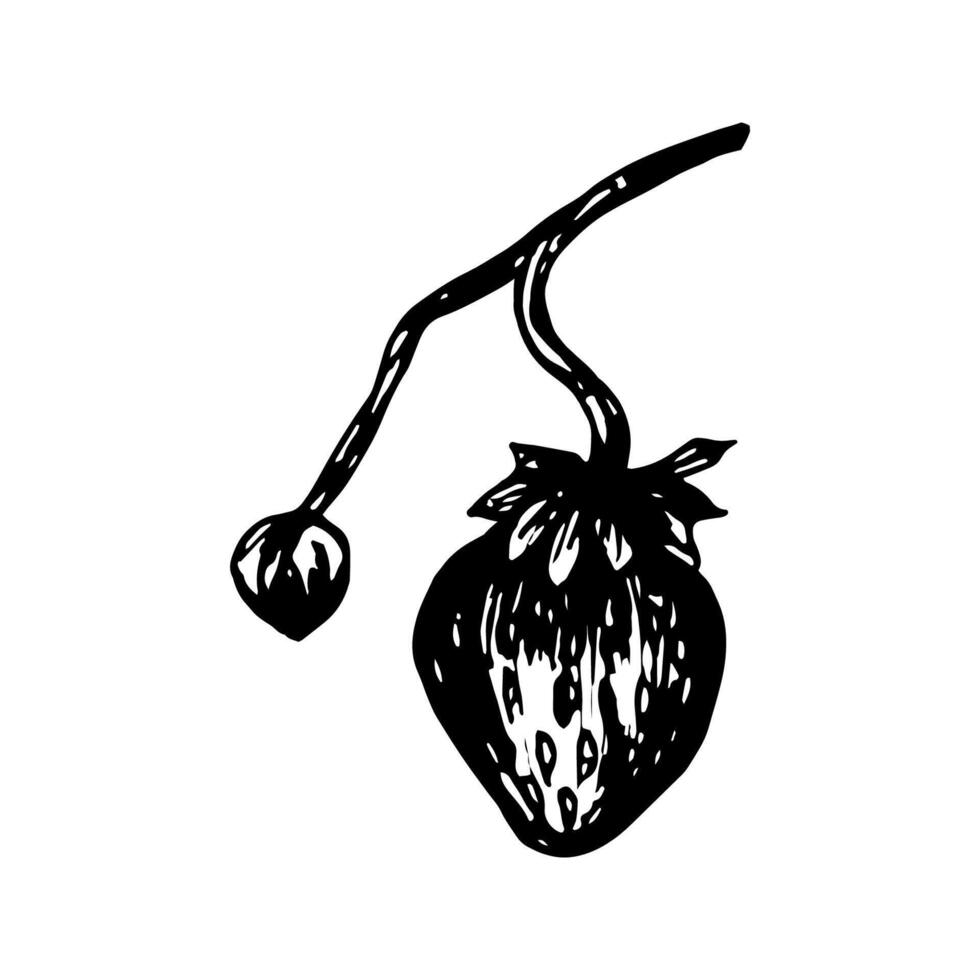 Strawberry sketch in hand drawn style. illustration, summer doodle on white background. Fresh berries for seasonal menu, dessert design, culinary books. vector