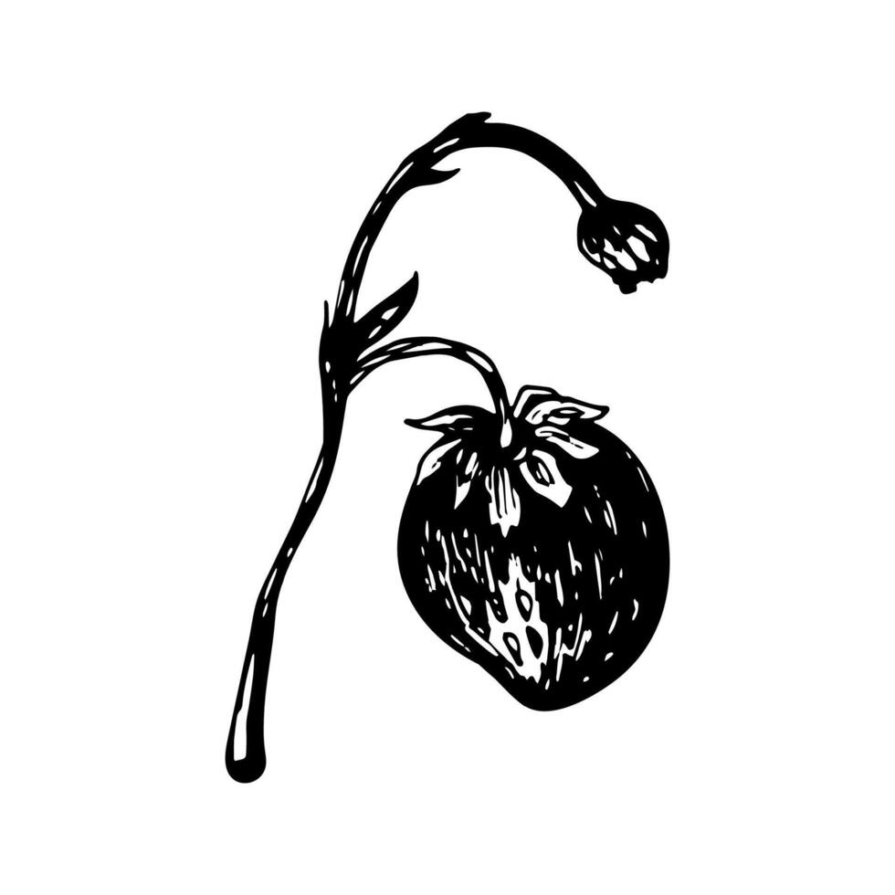 Strawberry sketch in hand drawn style. illustration, summer doodle on white background. Fresh berries for seasonal menu, dessert design, culinary books. vector