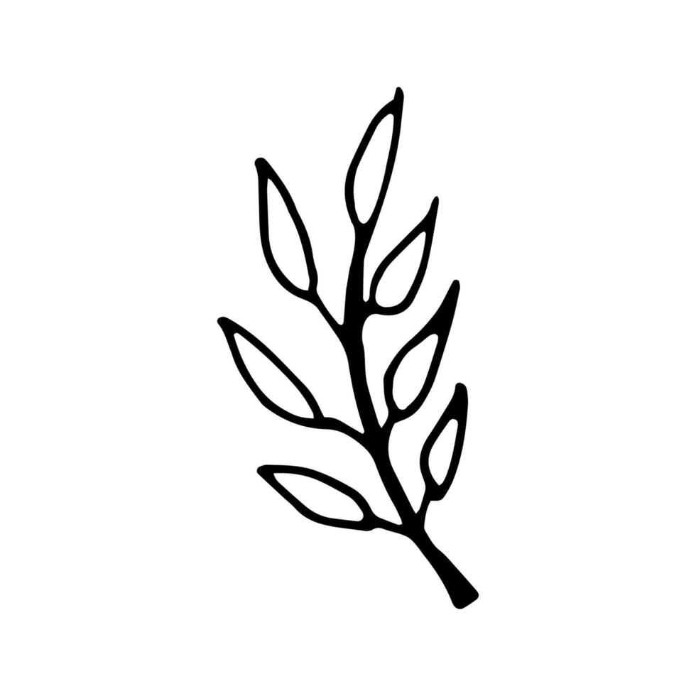 Single hand drawn leaf for winter and autumn decoration. Doodle illustration. Isolated on white background vector
