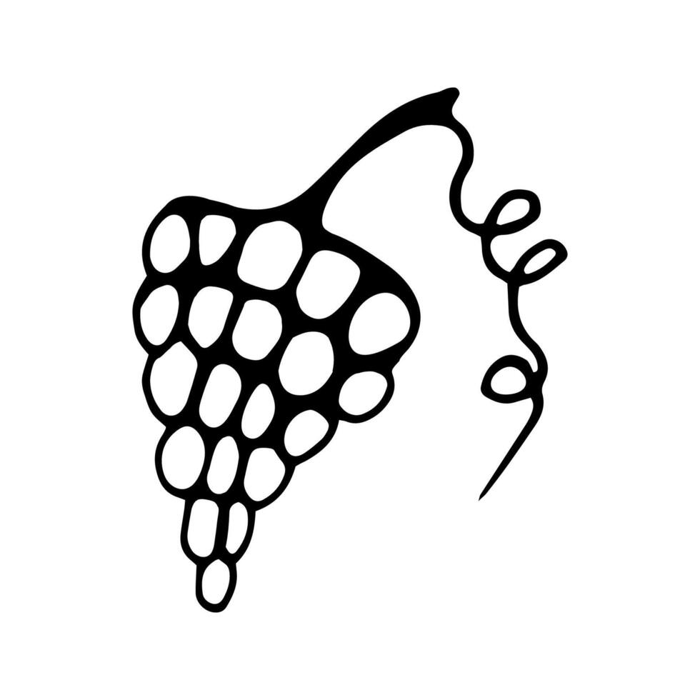 Single hand drawn bunch of grapes for greeting cards, posters, recipe, culinary design. Isolated on white background. Doodle illustration. vector