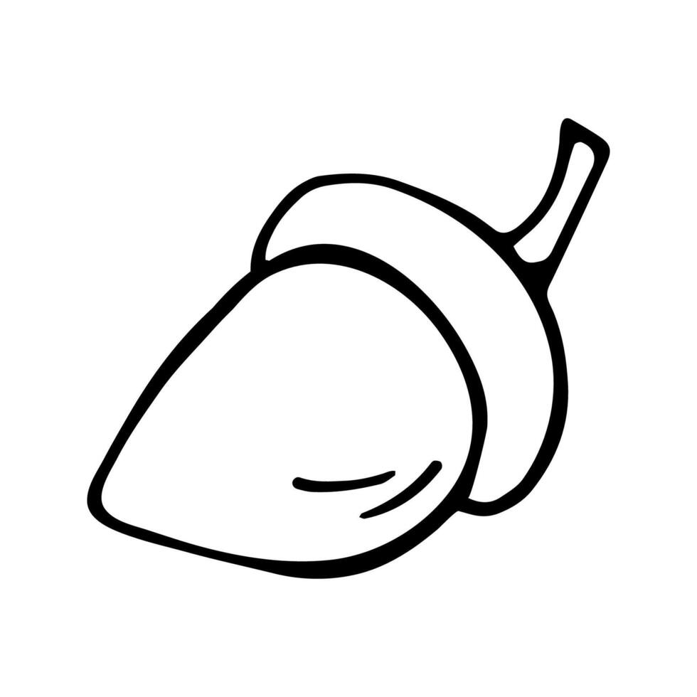 Single hand drawn acorn for autumn decoration. Doodle illustration. Isolated on white background vector
