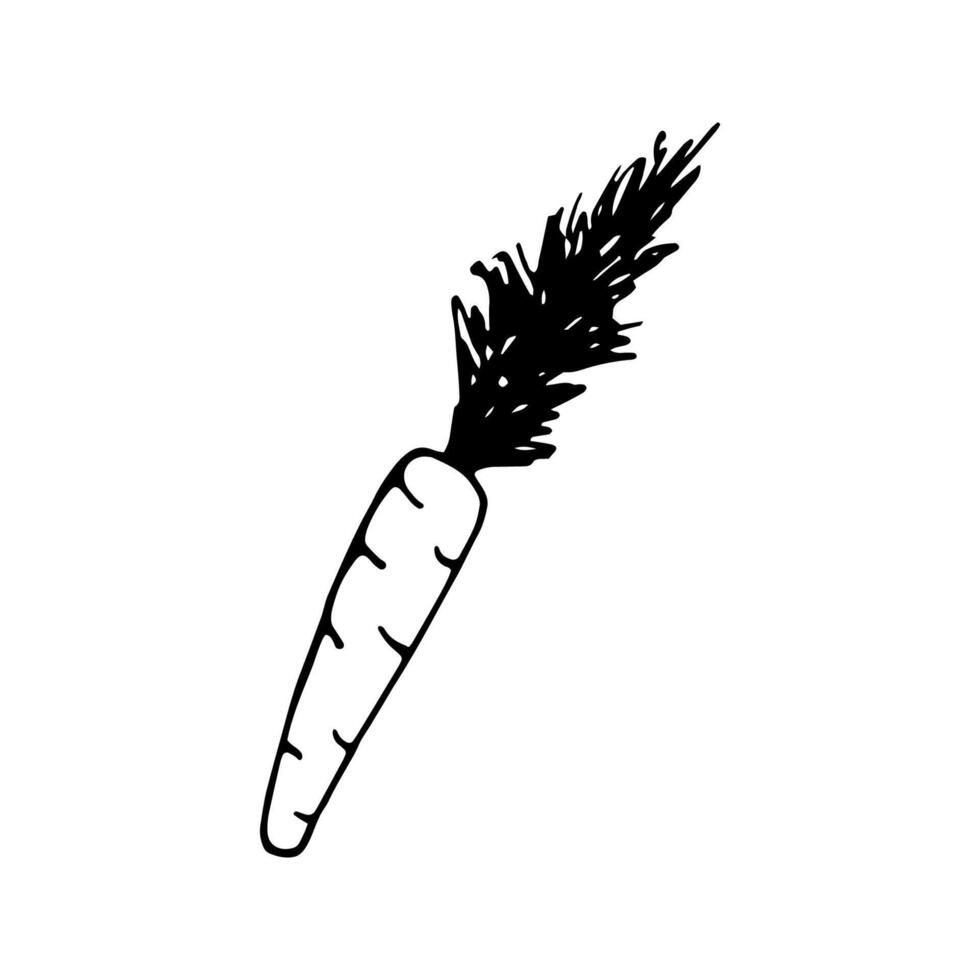 Single hand drawn carrot for easter design, greeting cards, posters, recipe, culinary design. Isolated on white background. Doodle illustration. Hand drawn element. vector