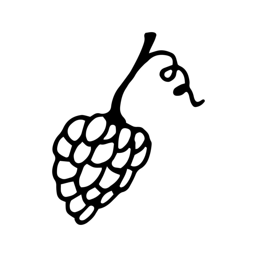 Single hand drawn bunch of grapes for greeting cards, posters, recipe, culinary design. Isolated on white background. Doodle illustration. vector