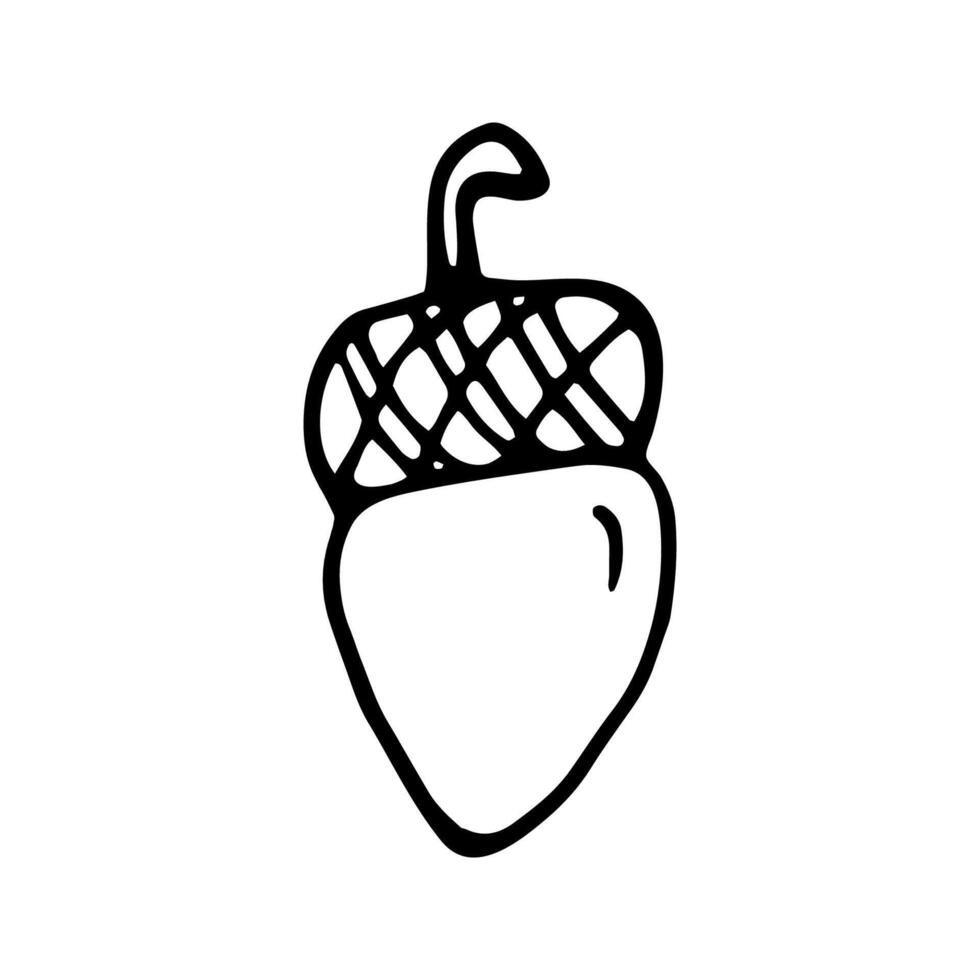 Single hand drawn acorn for autumn decoration. Doodle illustration. Isolated on white background vector