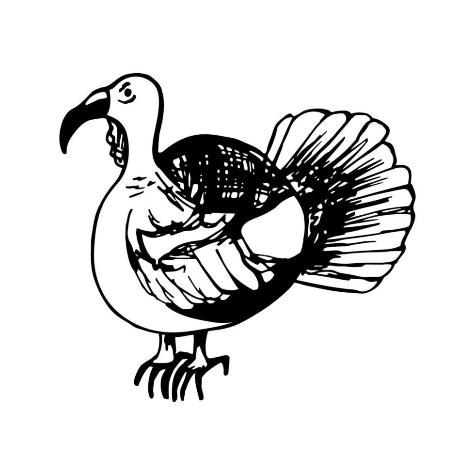 Hand drawn of turkey. For greeting cards and seasonal Thanksgiving design menu. Doodle illustration isolated on white background. vector