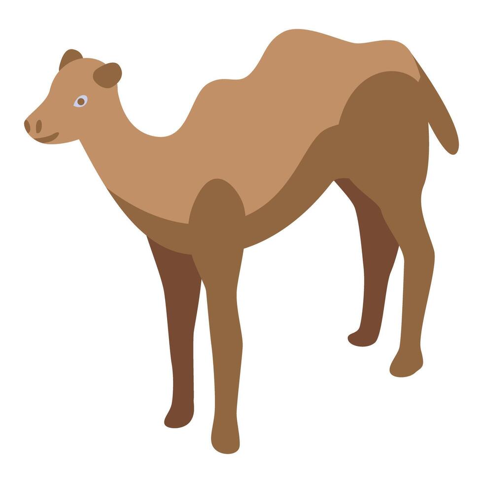 One humped camel standing isometric animal vector