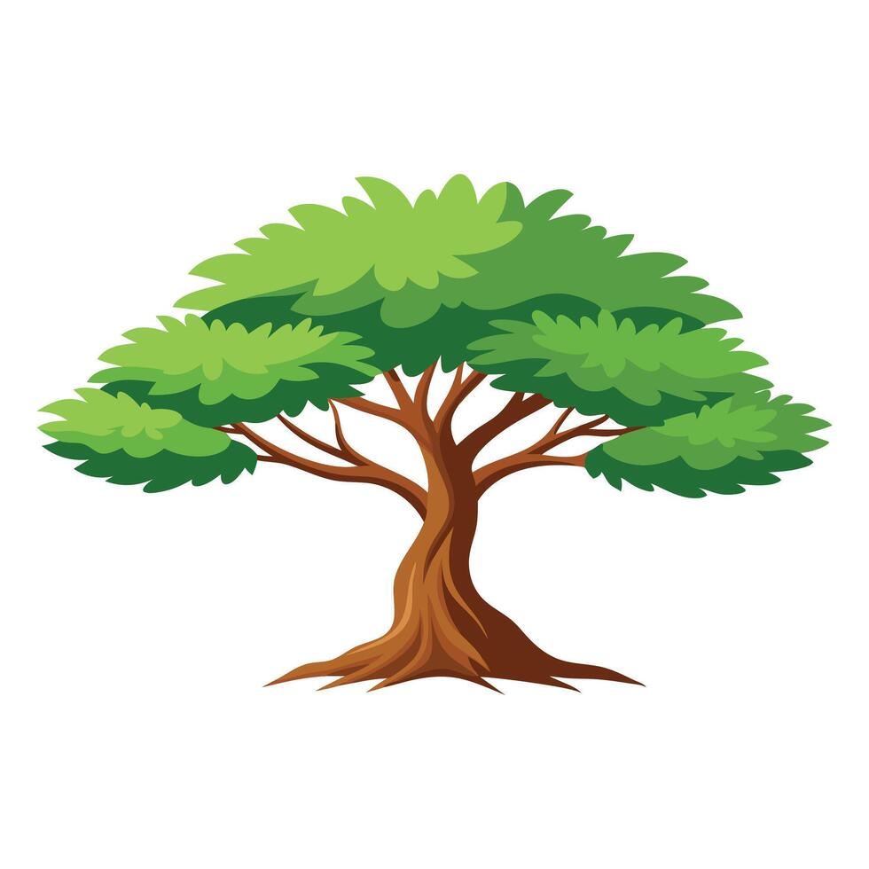 Casuarina tree flat illustration on white background. vector