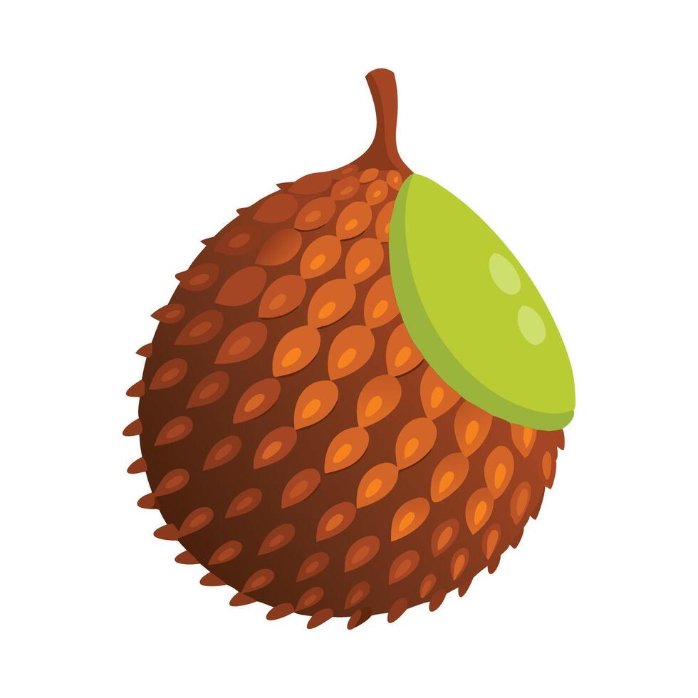 Salak fruit flat illustration on white background vector