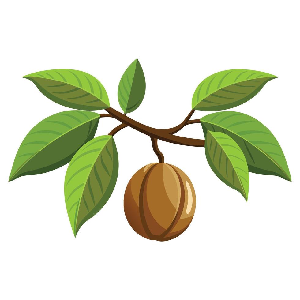 Nutmeg tree flat illustration on white background vector