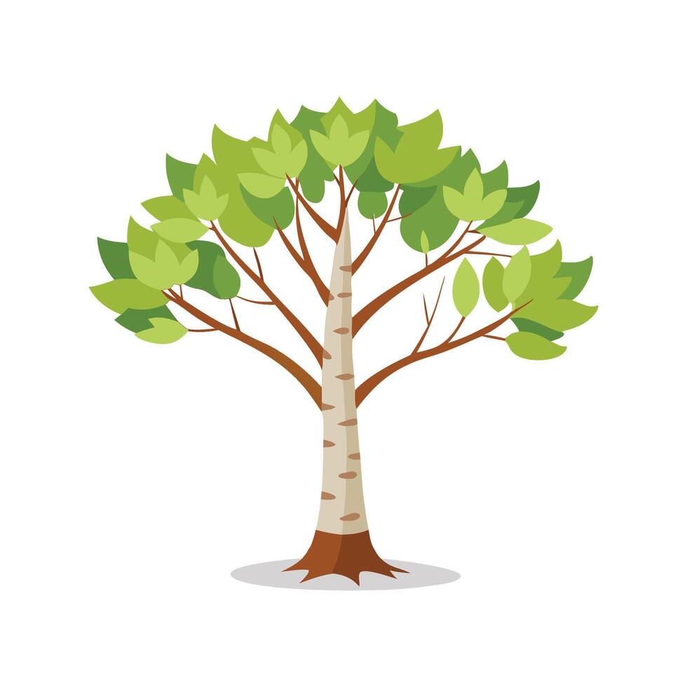 Birch Tree flat illustration on white background vector