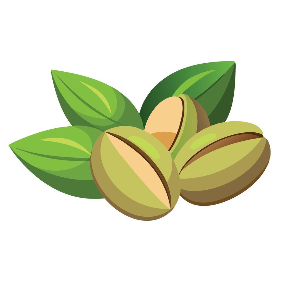 Pistachio fruit flat illustration on white background. vector