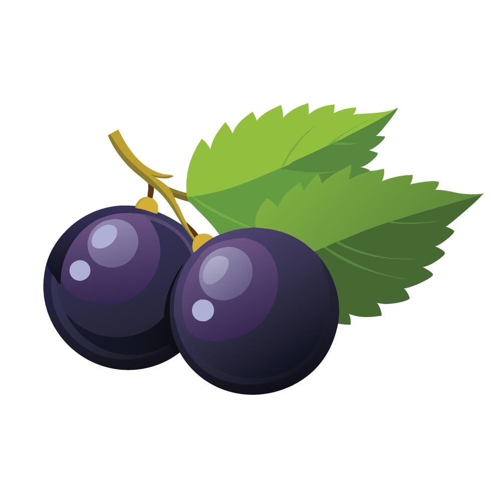 Black Currant fruit flat illustration on white background. vector
