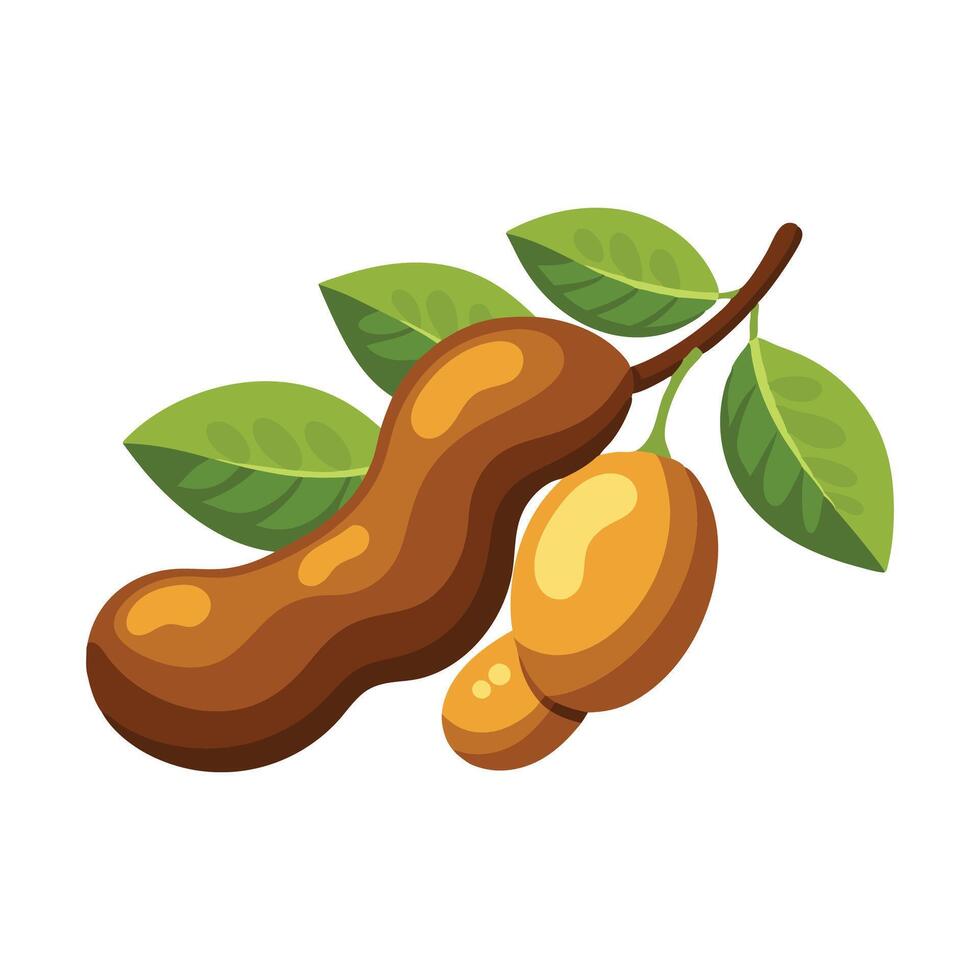 Tamarind fruit flat illustration on white background. vector