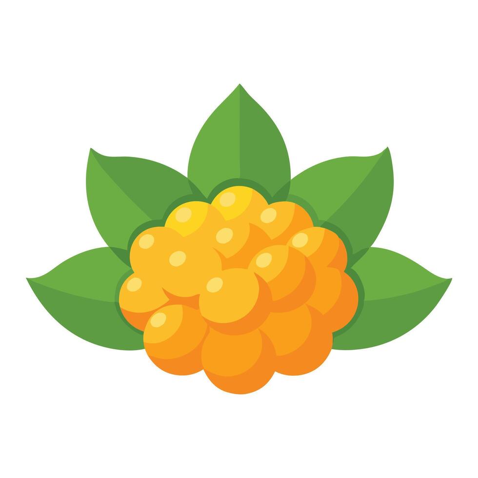Cloudberry fruit flat illustration on white background. vector