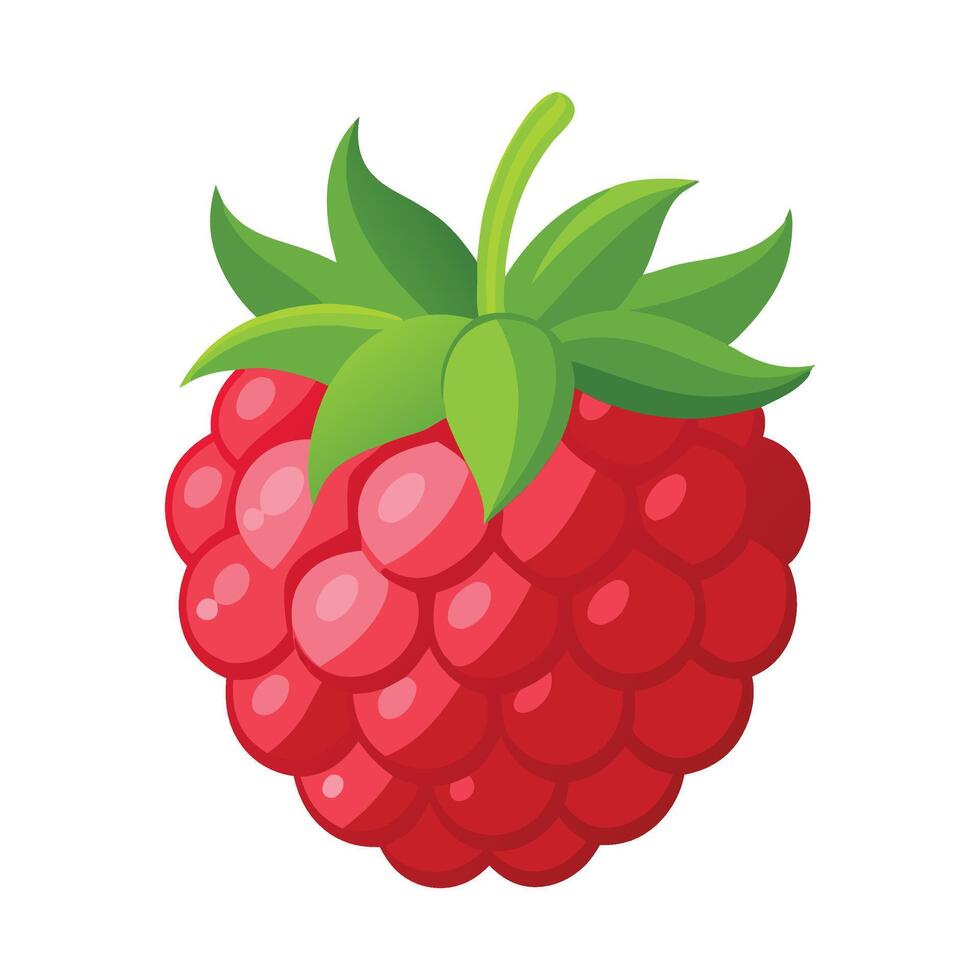 Raspberry fruit flat illustration on white background. vector