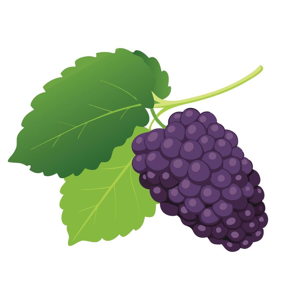 Mulberry fruit flat illustration on white background. vector