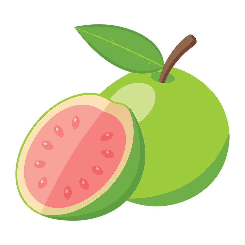 Guava fruit flat illustration on white background. vector