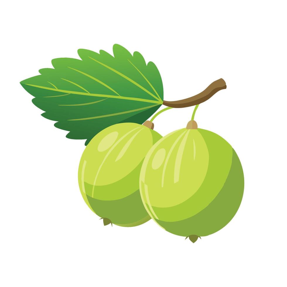 Gooseberry Vector Art, Icons, and Graphics for Free Download