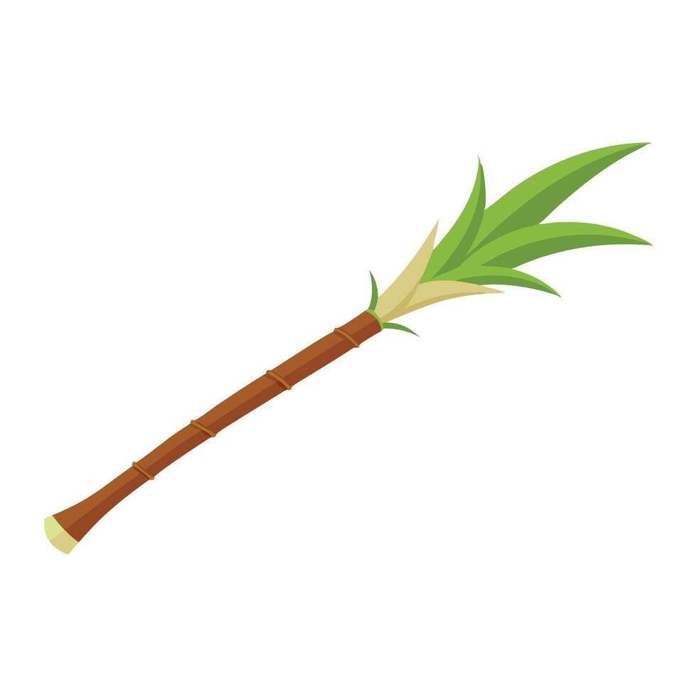 Sugar Cane flat illustration on white background. vector