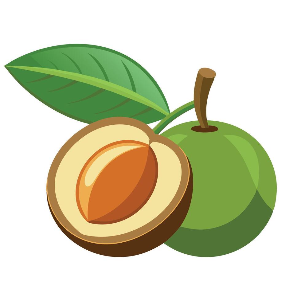 Sapota fruit flat illustration on white background vector