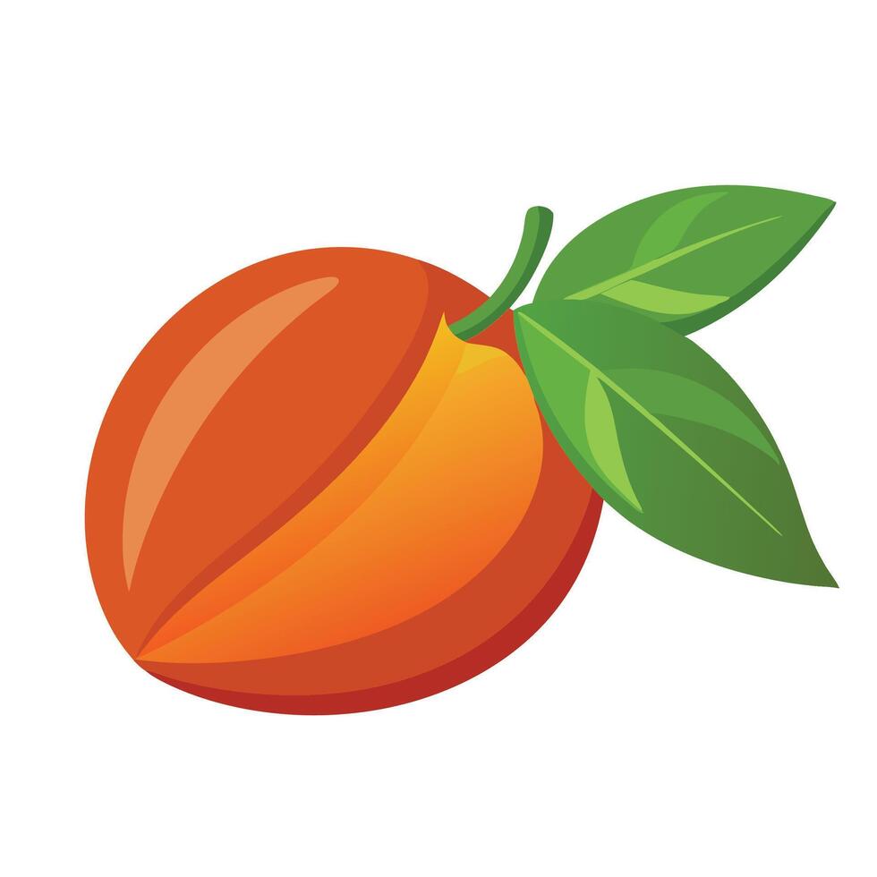 Makoy fruit flat illustration on white background. vector