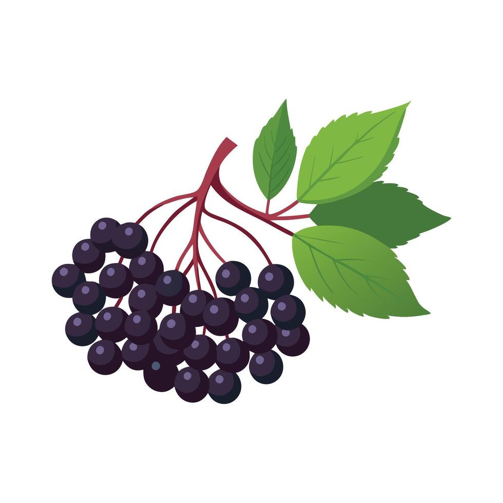 Elderberry fruit flat illustration on white background vector