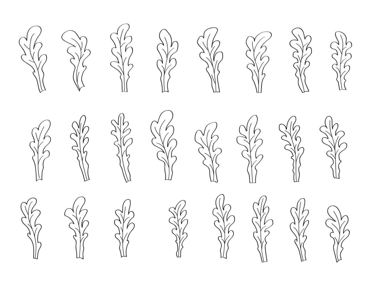 Set of arugula icons, a cartoon doodle sketch. illustration of herb seasoning arugula. vector