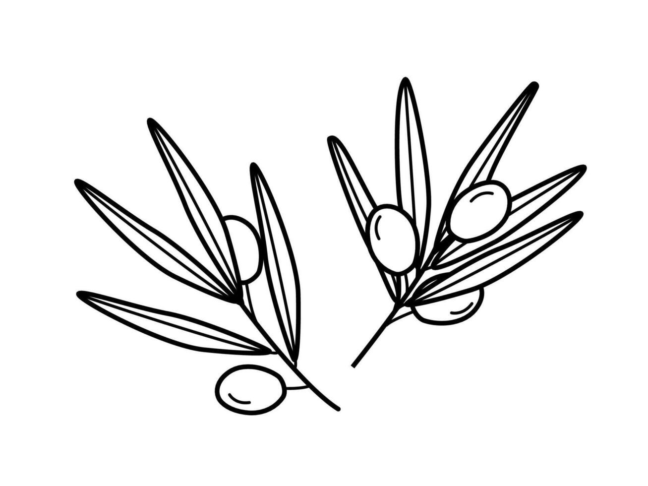 Olive branch with berries doodle sketch. illustration of a cartoon drawing of olive tree fruits. vector