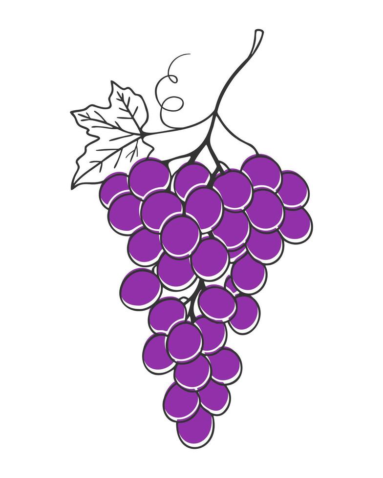 Contour drawing of bunch of grapes with lilac berries, stylized illustration on white background, wine label, icon, logo. vector