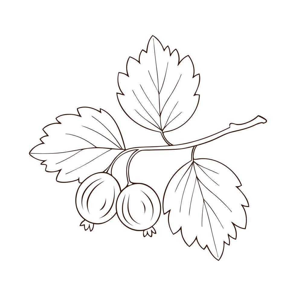 Gooseberries on branch with leaves and ripe berries, contour drawing isolated on white background. vector
