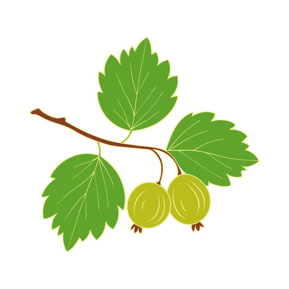 Gooseberries on branch with leaves and ripe berries, isolated on white background. vector