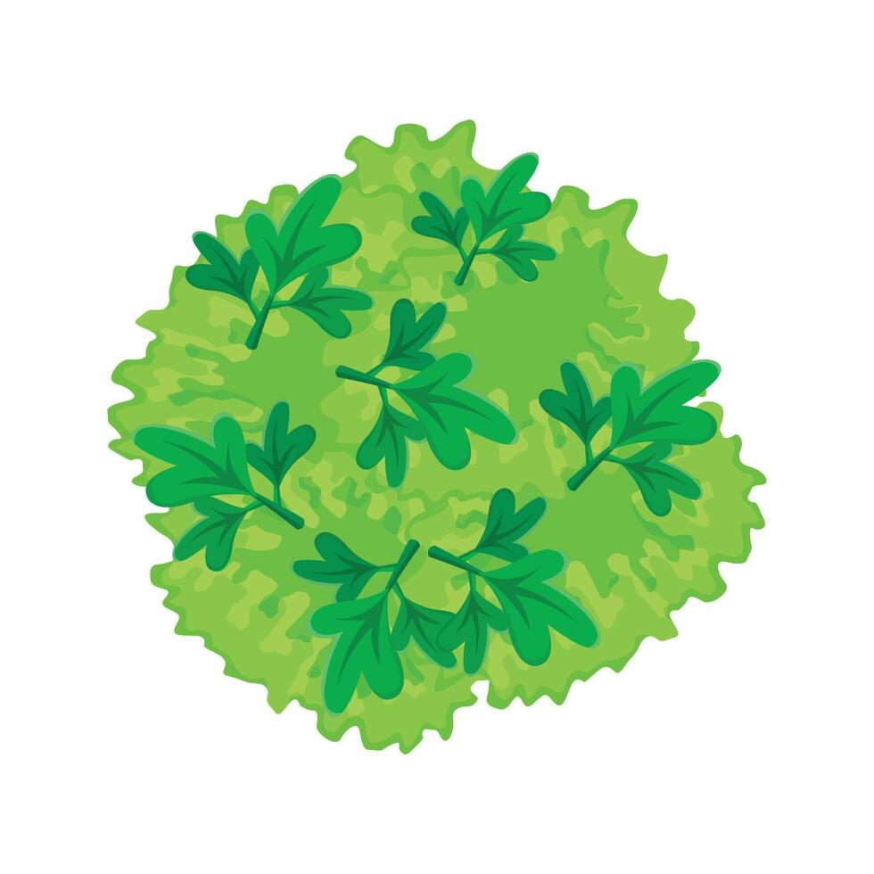 Fresh broccoli head illustration green vegetable for cooking purpose vector