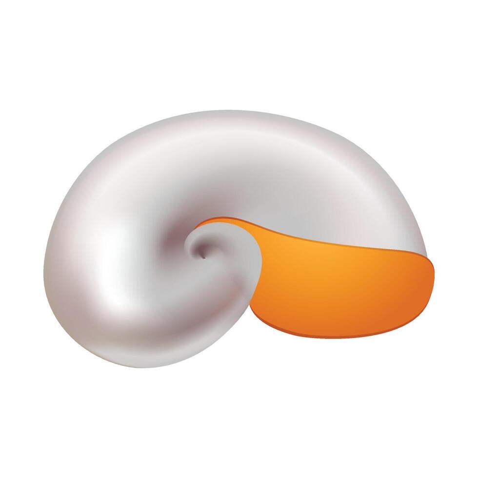 Sea shell illustration on a white background vector