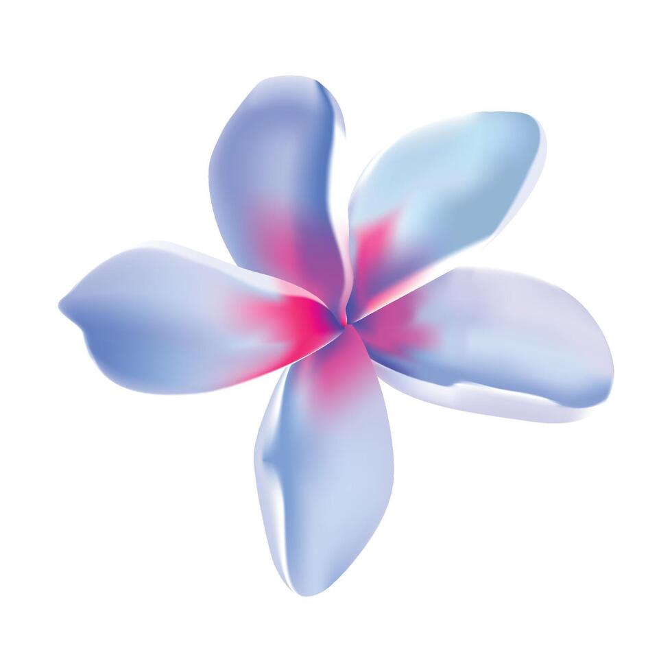 Plumeria tropical flower illustration on white background vector