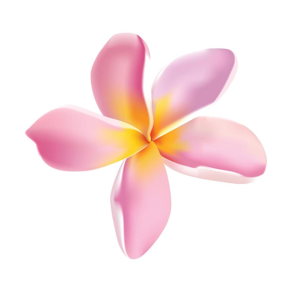 Plumeria tropical flower illustration vector