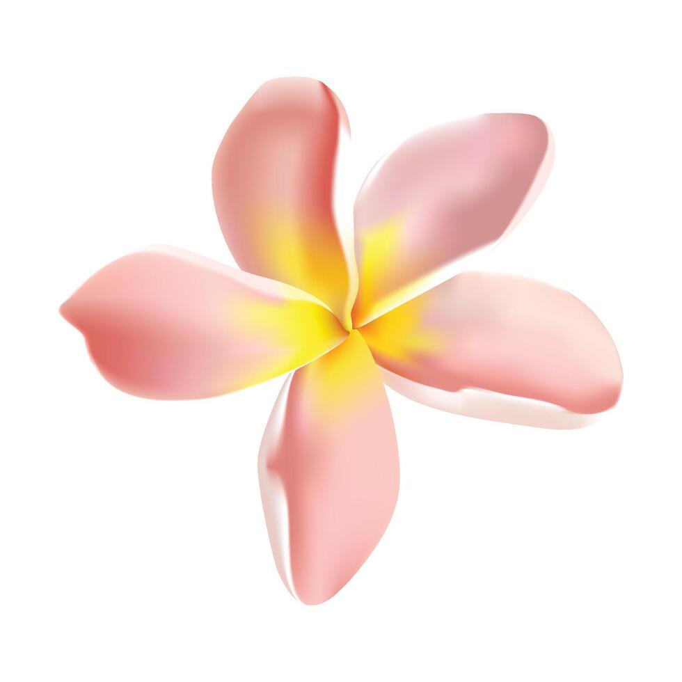Plumeria tropical flower illustration on a white vector