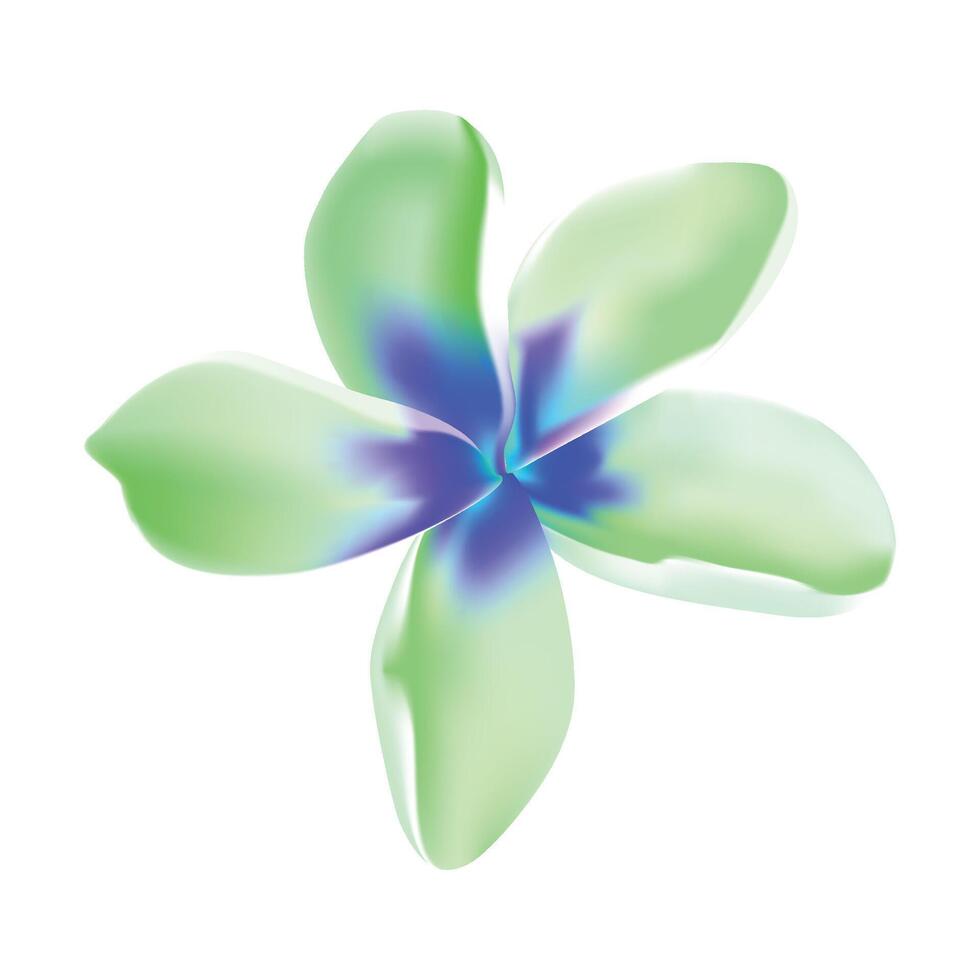 Plumeria tropical flower illustration on a white background vector