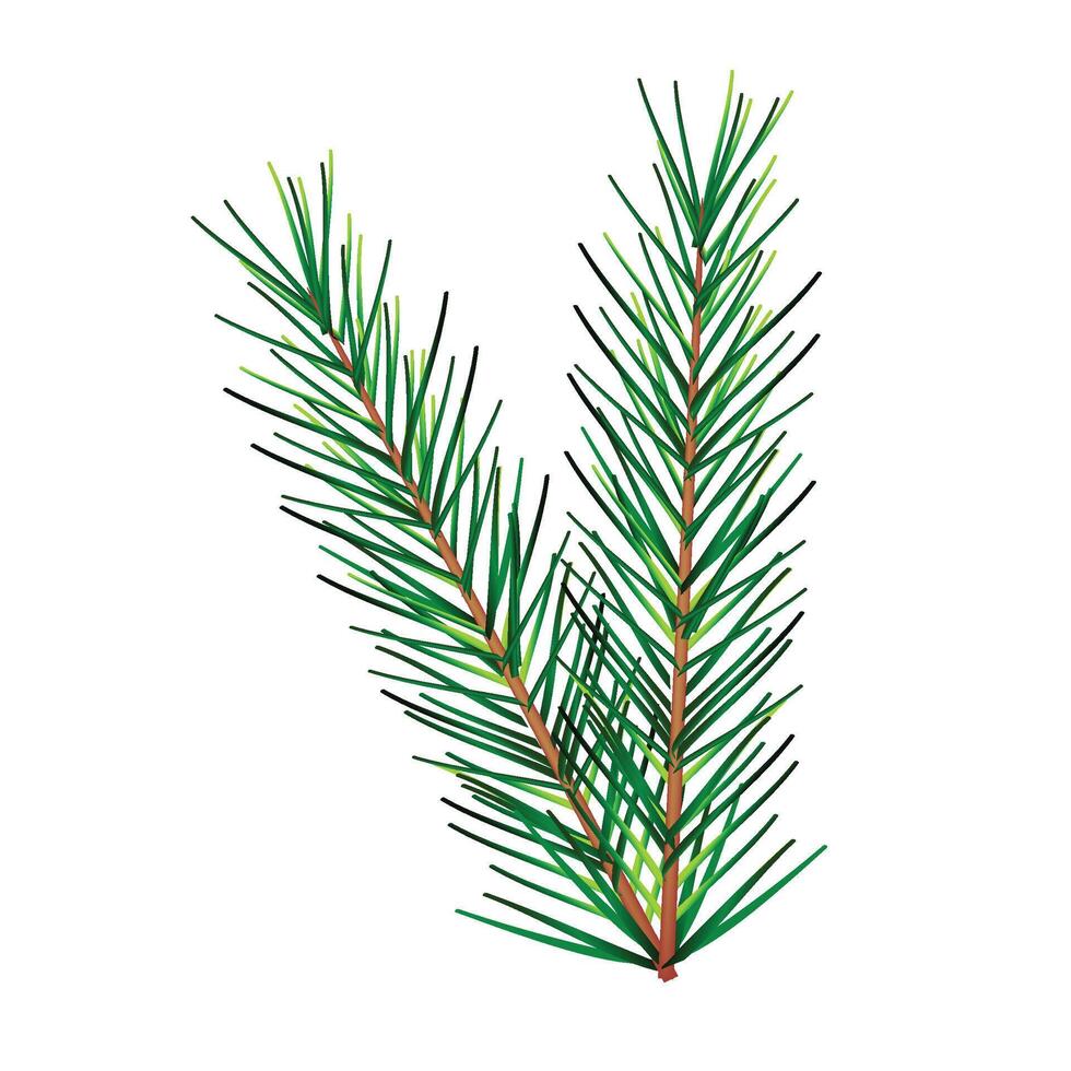 Christmas branch isolated on white background vector