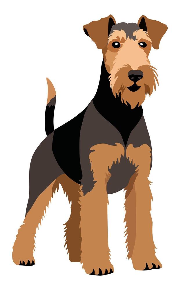 Airedale terrier. isolated illustration vector