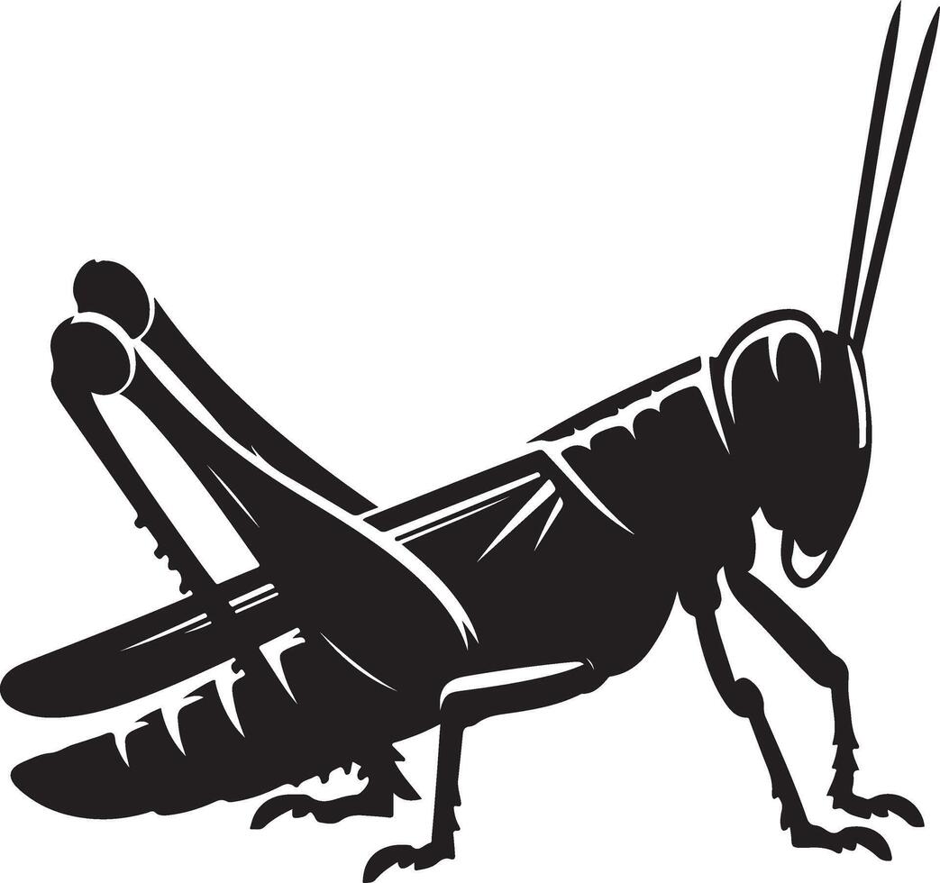 Grasshopper silhouette, Grasshopper illustration, Grasshopper isolated on white background vector