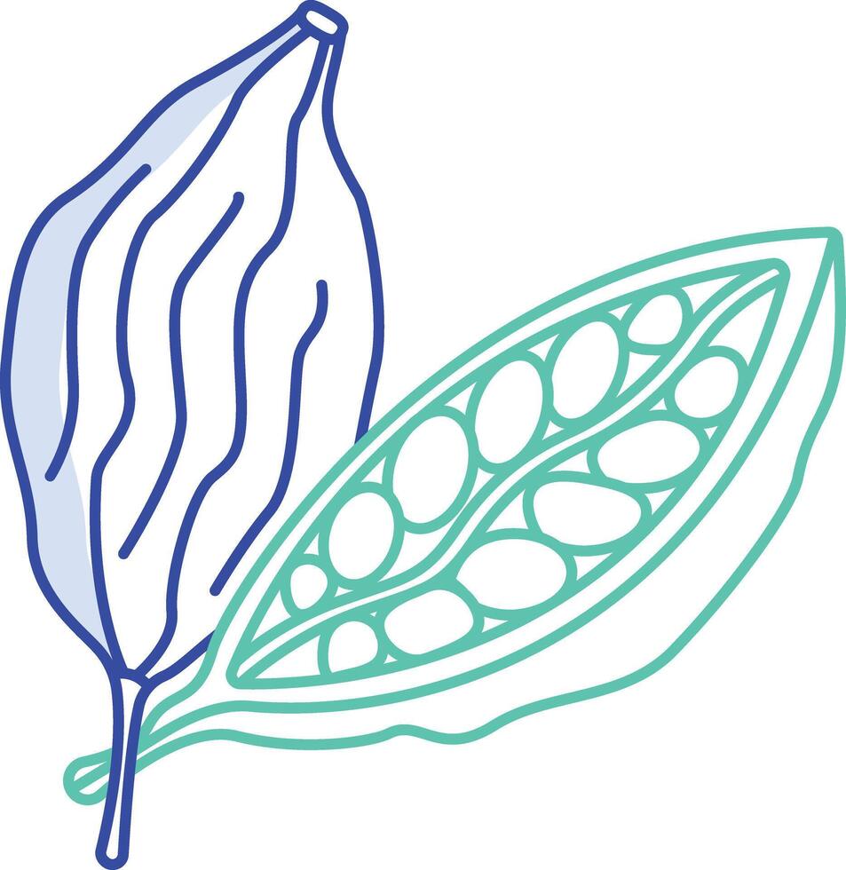 Cardamom outline color illustration vector