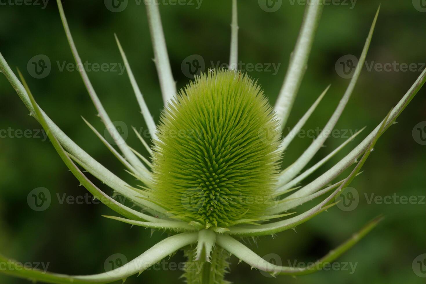 Wild teasel or Fuller's teasel seed head, fresh photo