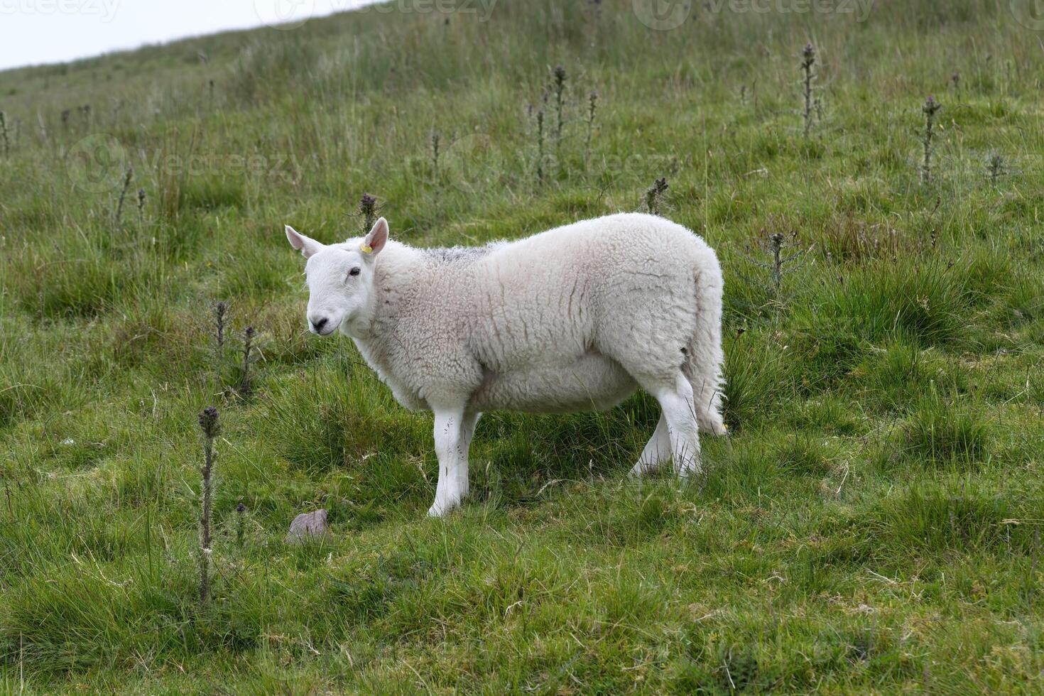 Wels mountain sheep lamb, Dafad photo