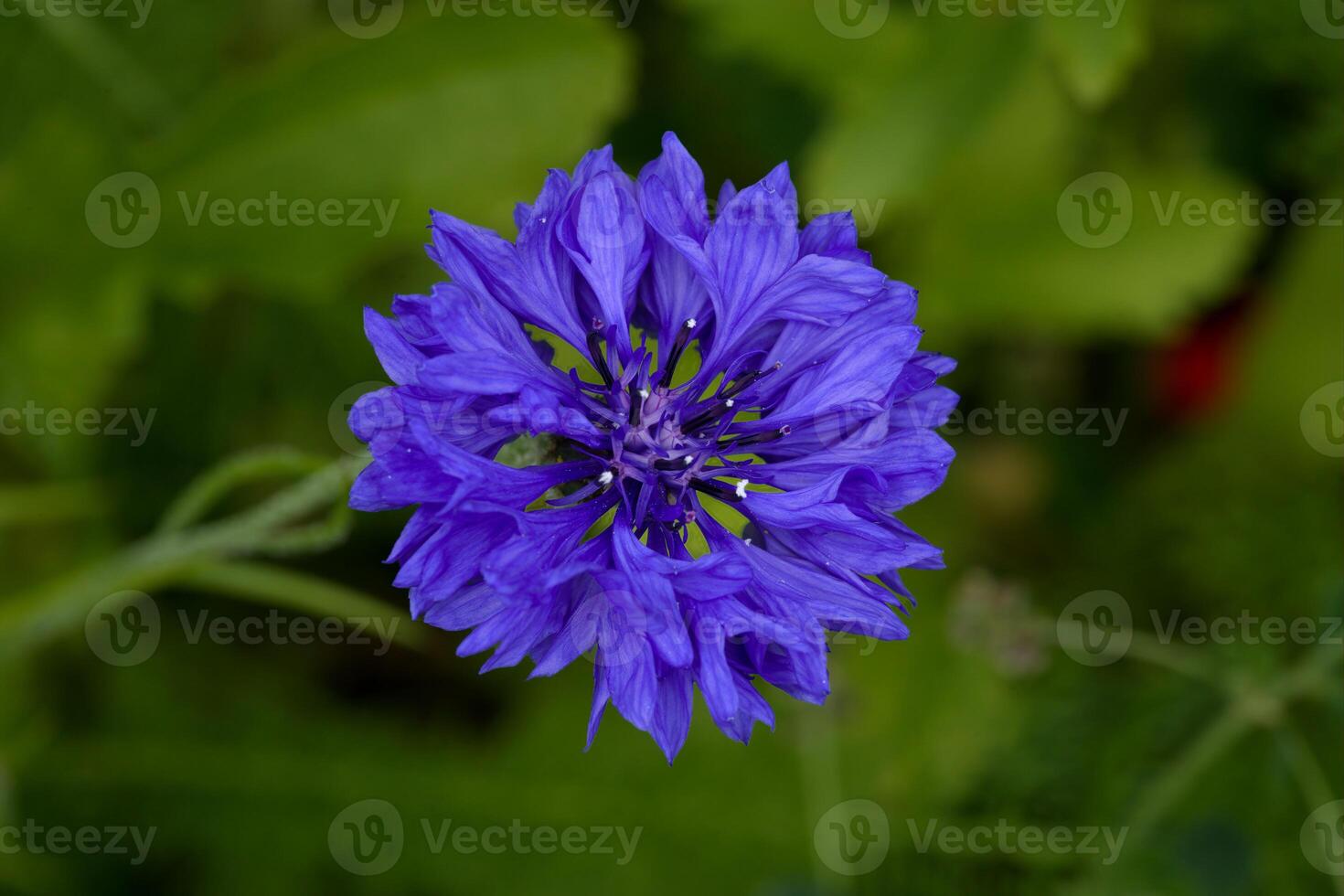 Cornflower or Batchelor's button photo