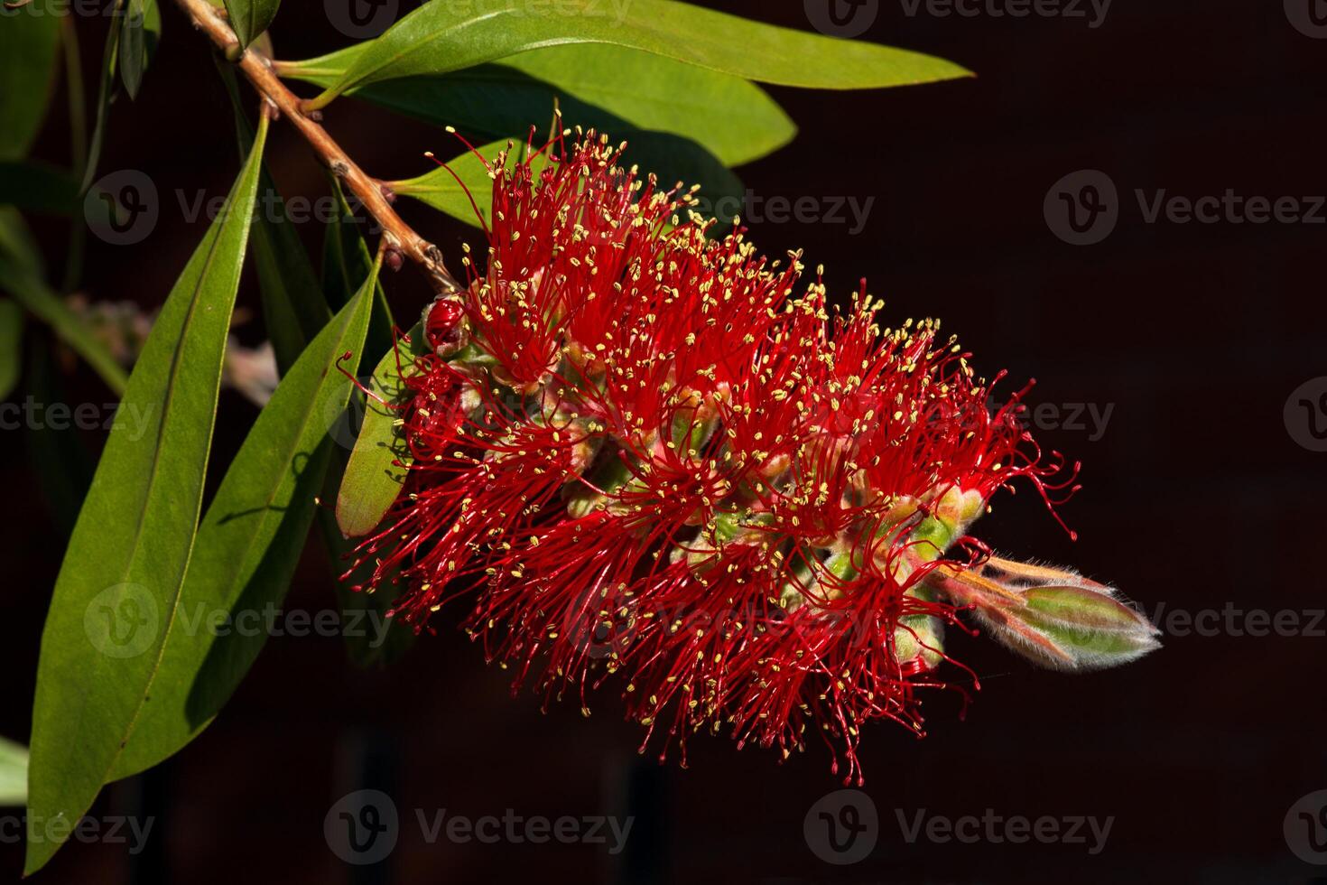Callistemon flowers or Bottlebrush photo