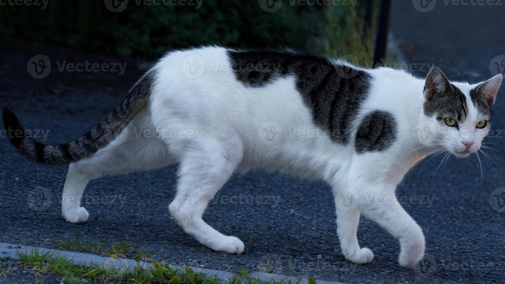 A sneaky cat is avoiding camera photo