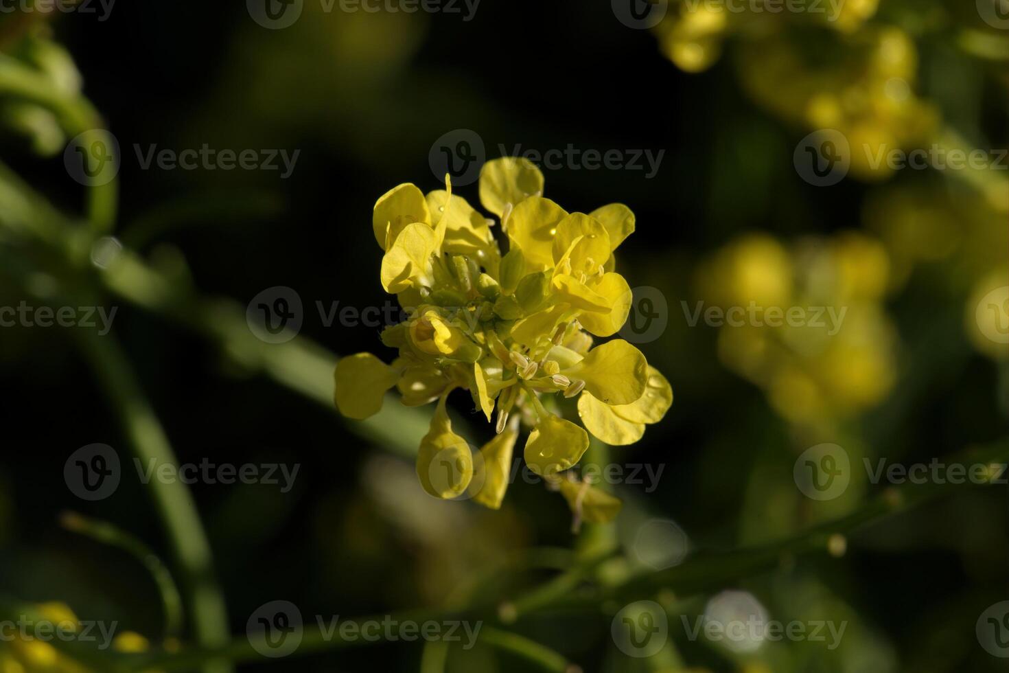 Black mustard flower photo